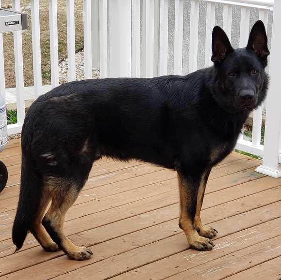 Meet your Posher Merlin aka Cheryl - Picture 12 of 12